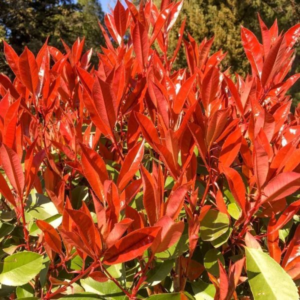 Photinia Carre Rouge Cone 100/125